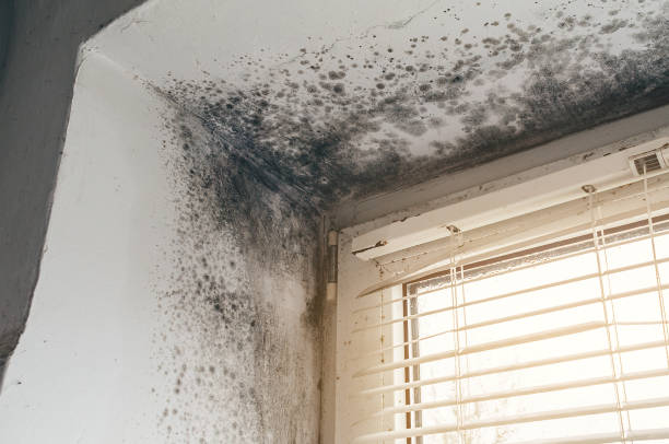 Affordable Commercial Mold Remediation solutions in Mount Freedom, NJ